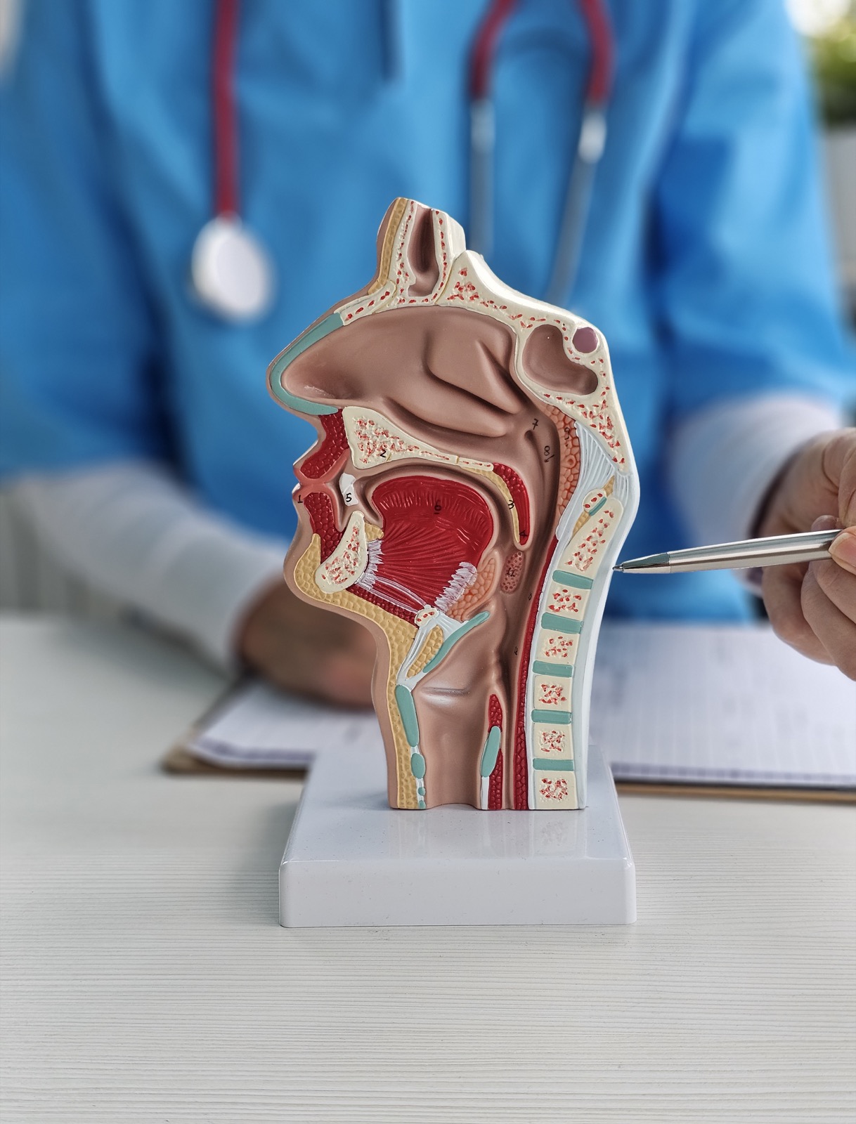 ENT Anatomical Model with Specialist Explaining Anatomy